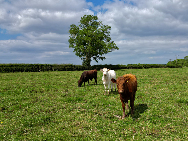 Onlookers