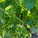 Grapes are growing.