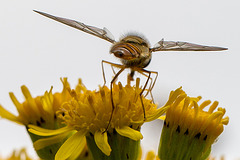 20140714 3919VRMw [D~LIP] Hainschwebfliege (Episyphus balteatus), [Wander-, Winterschwebfliege], UWZ, Bad Salzuflen