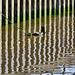 Reflections. St Peters Basin