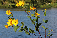 TOPINAMBUR  (Helianthus tuberosus) ist eine Pflanze aus der Familie der Korbblütler (Asteraceae) und zählt zur selben Gattung wie die Sonnenblume (Helianthus annuus). Sie ist eine Nutzpflanze, deren Wurzelknolle primär für die Ernährung genutzt wird.