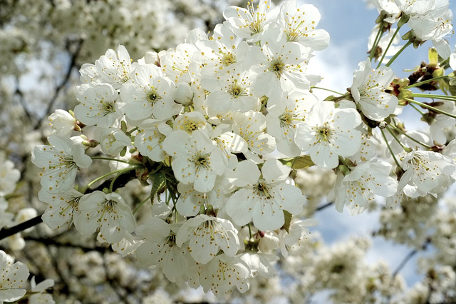 Fleurs de cerisier