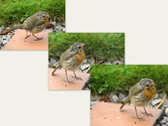 Young robin, drenched from last night's downpours, waiting patiently for breakfast.