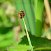 Acrobatic Ladybird