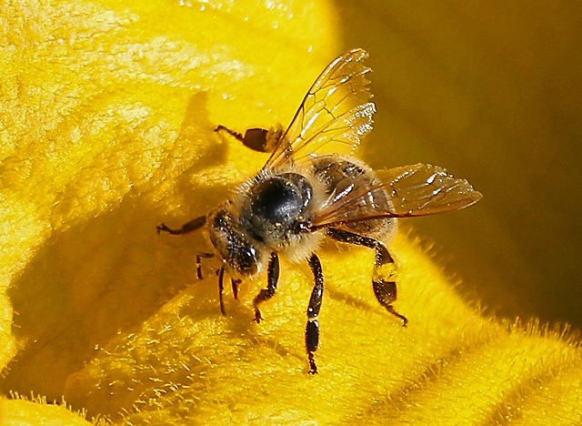 Pollen sammeln