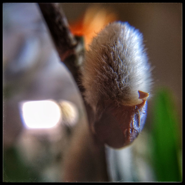 Catkin