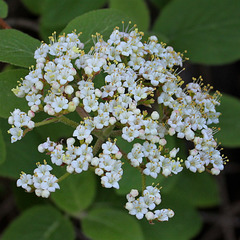 Viburnum lantana - viorne lantane