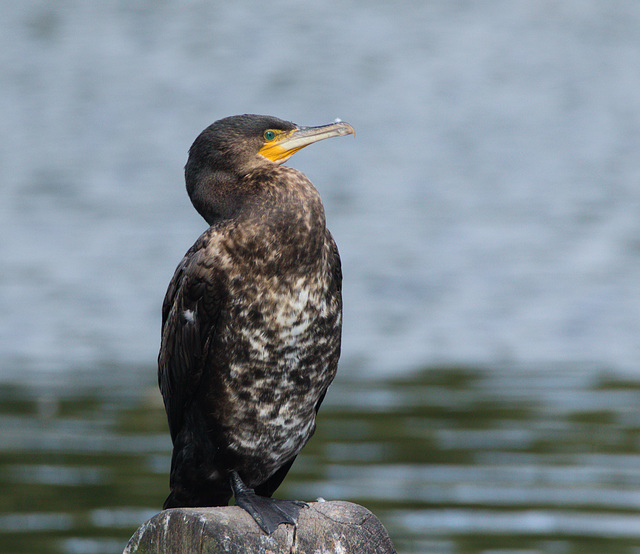 CormorantEF7A7708