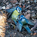 Blue tits fighting