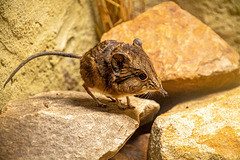 Elephant shrew