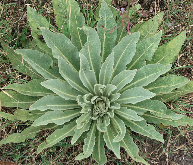 Mullein