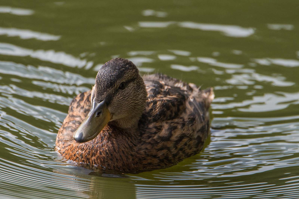 Mallard3