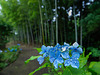 Hydrangea in the rain