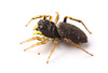 SpiderIMG 3737