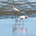 Namibia, Two Flamingos in the Shallow Waters of Walvis Bay
