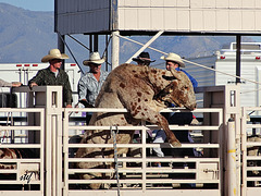 Waiting for the Rodeo