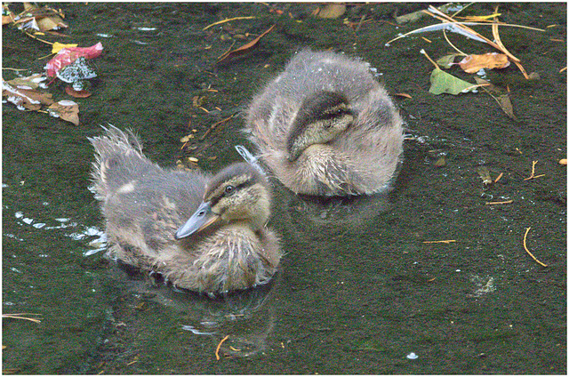 EF7A9951 Ducklings