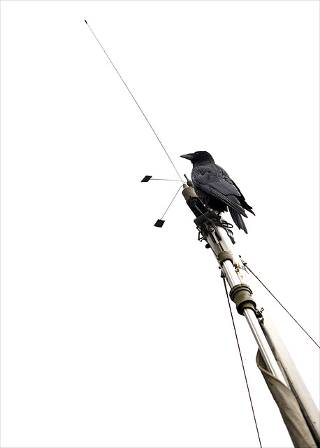 Carrion Crow