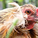 la poule aux zyeux d'or