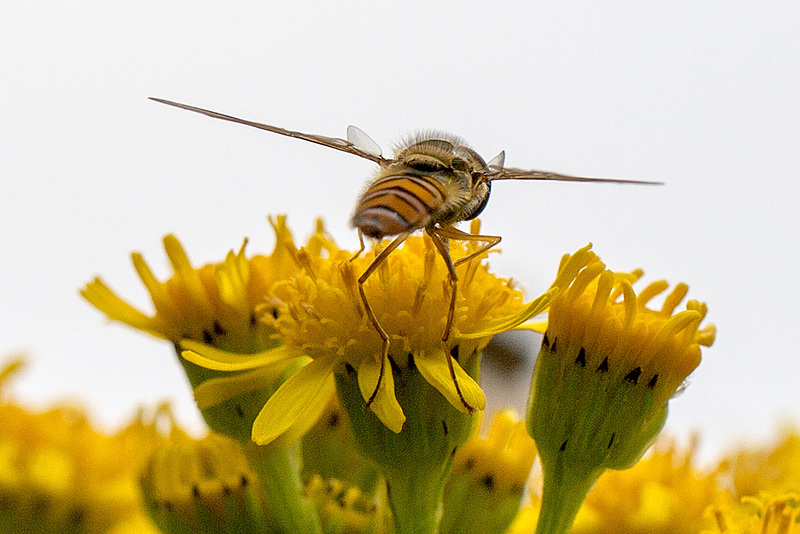 20140714 3918VRMw [D~LIP] Hainschwebfliege (Episyphus balteatus), [Wander-, Winterschwebfliege], UWZ, Bad Salzuflen