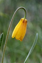 Yellow Bells