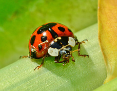 Ladybird. Adalia Punctata Variant