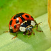 Ladybird. Adalia Punctata Variant