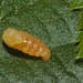 Ladybird Parasite EF7A4598