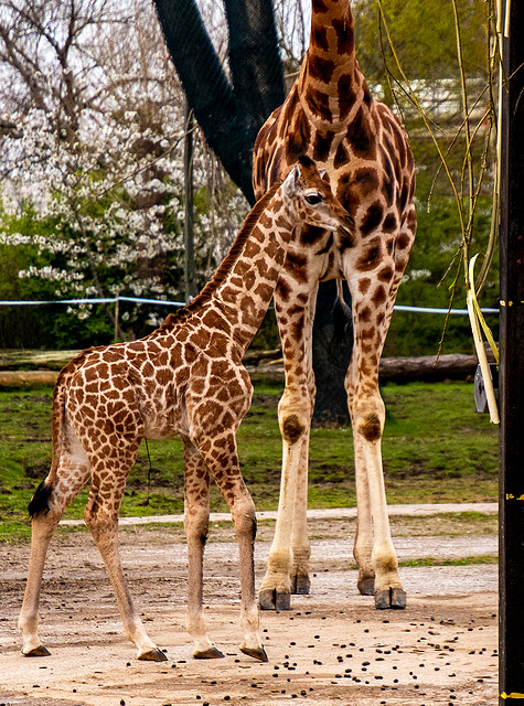 Baby giraffe