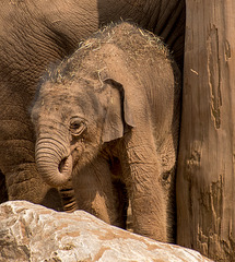 Baby elephant2