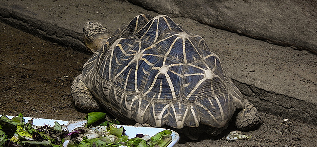 20200301 6536CPw [D~MS] Sternschildkröte (Geochelone elegans), Zoo,  Münster