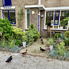 Ducks preparing to burgle a house