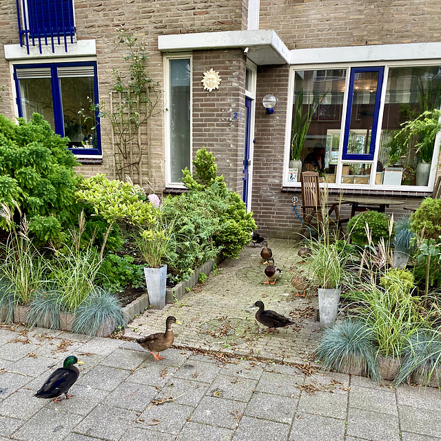 Ducks preparing to burgle a house