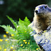 Marmotte du Mercantour