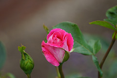 Rosenknospe