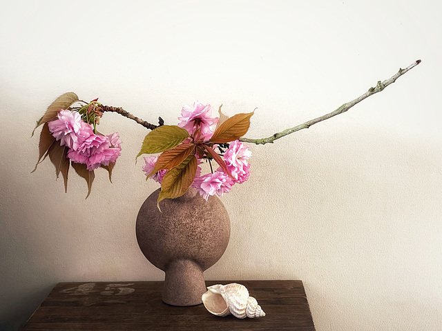 cherry blossom