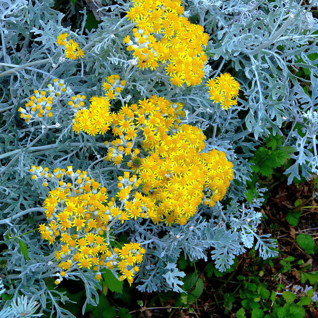 ... fleurs à ma porte  ...