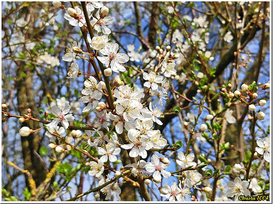 Euphorie des fleurs de prunelle.