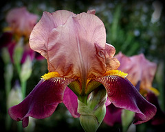 Iris des jardins (Iris germanica)