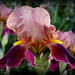 Iris des jardins (Iris germanica)
