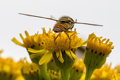 20140714 3917VRMw [D~LIP] Hainschwebfliege (Episyphus balteatus), [Wander-, Winterschwebfliege], UWZ, Bad Salzuflen