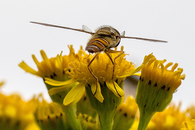 20140714 3917VRMw [D~LIP] Hainschwebfliege (Episyphus balteatus), [Wander-, Winterschwebfliege], UWZ, Bad Salzuflen