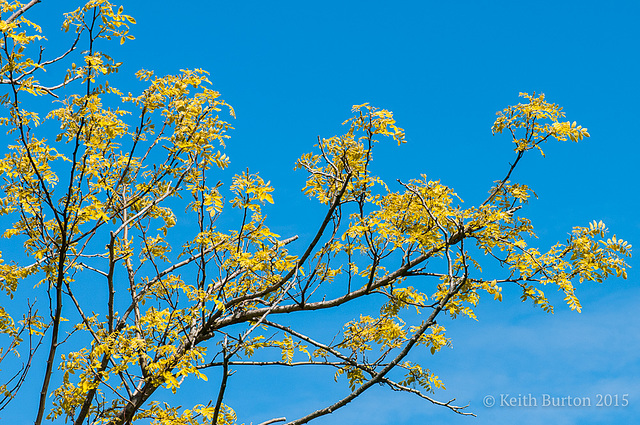 Gold on blue!