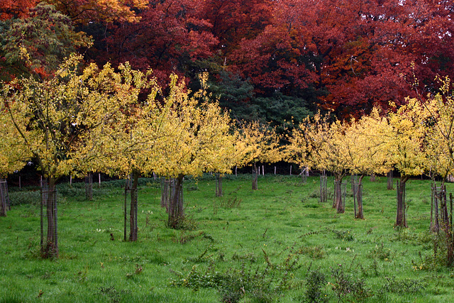 Multi-colored autumn