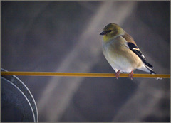 Goldfinch on the clothesline