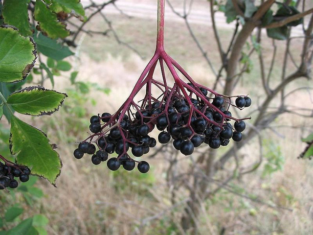 Nigra sambuko