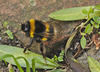 Bumblebee IMG_4858