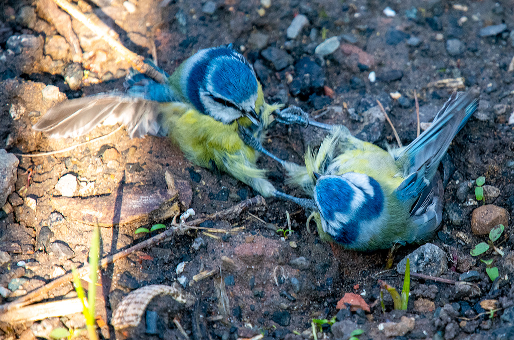 Blue tits fighting