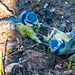 Blue tits fighting