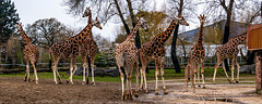 Giraffe family